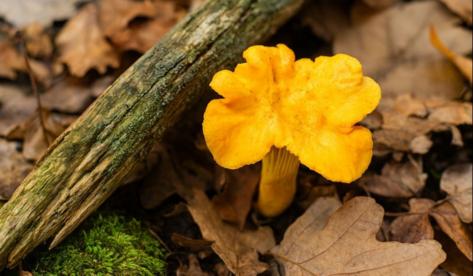 Local Foraging: Key Insights and Techniques